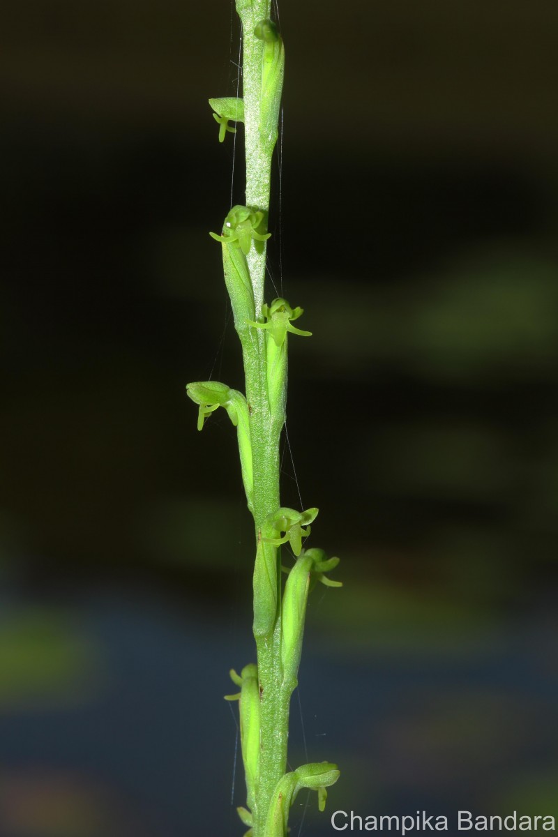 Peristylus densus (Lindl.) Santapau & Kapadia